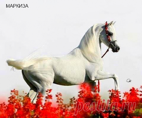 рпр
