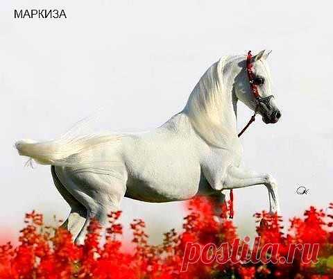 рпр