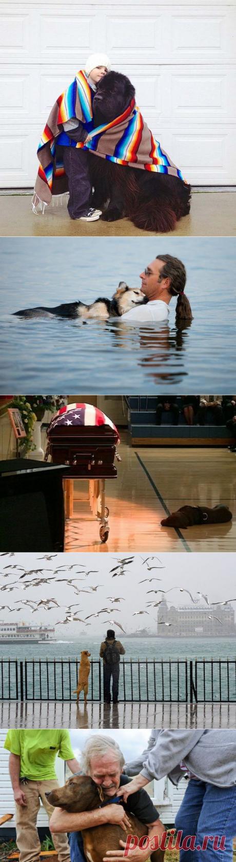 (+1) - 20 фотографий, доказывающих, что нет никого преданней собаки | ЛЮБИМЫЕ ФОТО