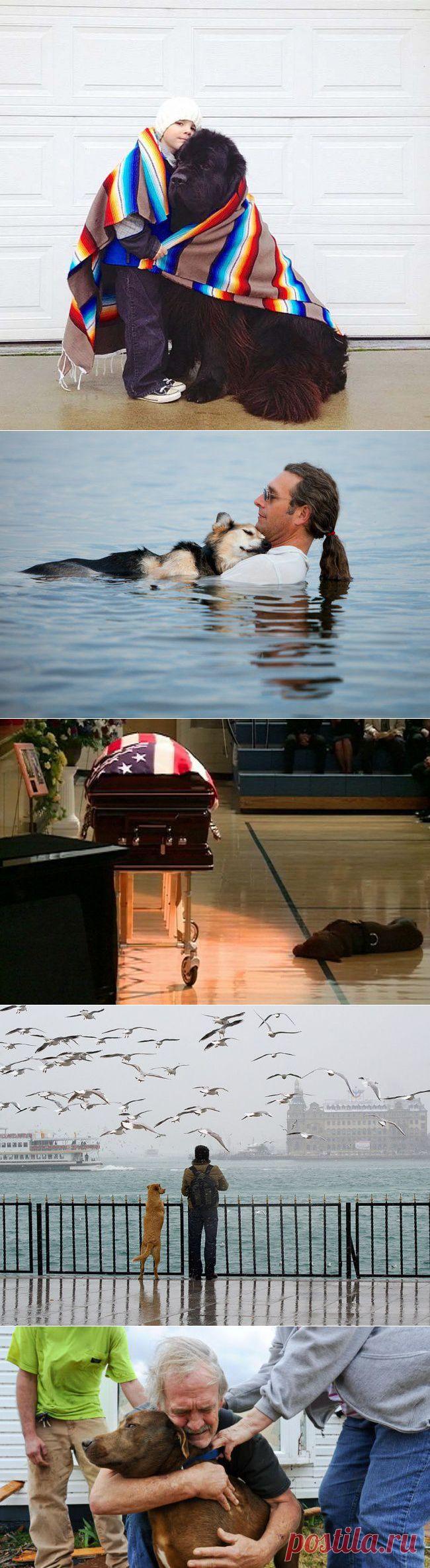 (+1) - 20 фотографий, доказывающих, что нет никого преданней собаки | ЛЮБИМЫЕ ФОТО