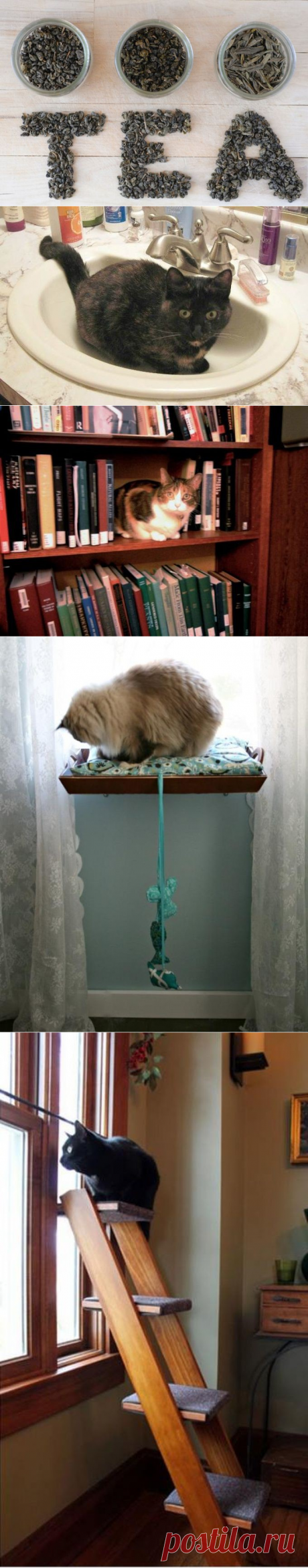 15 полезных советов для тех, у кого есть кошка