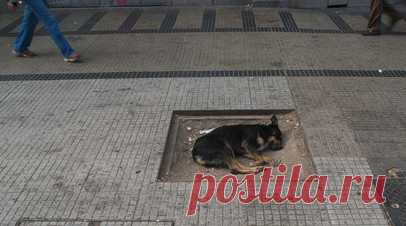 Кинолог Фролова посоветовала не провоцировать бездомных собак. Кинолог и зоопсихолог из Ноябрьска Виктория Фролова заявила, что лучше всего не допускать ситуаций, когда бездомные собаки могут напасть. Читать далее