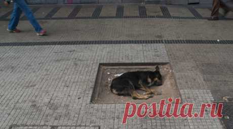 Кинолог Фролова посоветовала не провоцировать бездомных собак. Кинолог и зоопсихолог из Ноябрьска Виктория Фролова заявила, что лучше всего не допускать ситуаций, когда бездомные собаки могут напасть. Читать далее