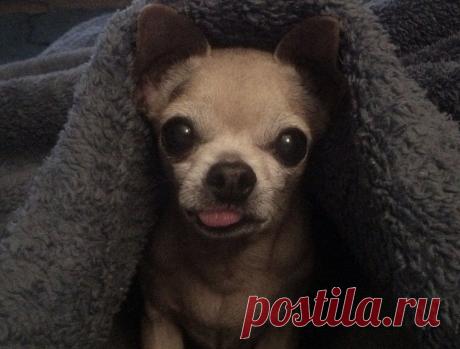 Приколы и курьезы поднимут вам настроение | последние новости Украины и мира | ТЕЛЕГРАФ