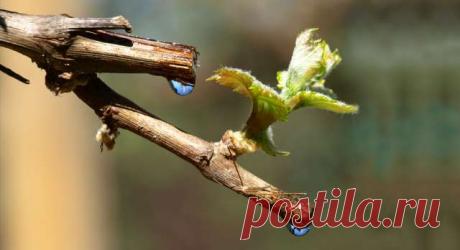 Рекомендации по уходу за виноградом после зимы: подкормка, полив, обрезка — Ⴚα∂ ℨα୮০τ০Ᏸҡα