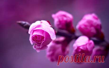 Beautiful Rose Wallpaper HD for Desktop 11520 - daily-releases.com