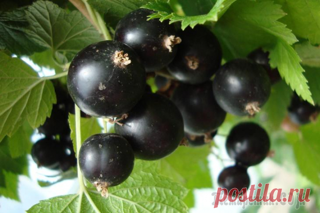 5 кг ягод с куста – это реально! Самые крупные сорта черной смородины Многие дачники разочаровываются в черной смородине после нескольких урожаев: мелкие и кислые ягоды годны только на заготовки и совсем не похожи на фото с упаковки саженцев. Чтобы не оказаться в числе ...