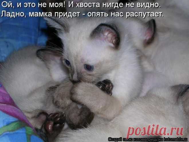 Котоматрица: Круть