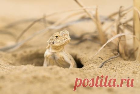 Круглоголовка Сарыкумского бархана (Дагестан) выглядывает из своего жилища. Снимал Олег Милеев (Каминцев): nat-geo.ru/community/user/116937 / Что такое барханы? Бархан, по-арабски «баран» — это глинистый холм, который ветер выносит на поверхность. Барханы образуются, когда ветер приносит в пустыню песок. Песчинки прилипают к глине и образуют песчаные холмы, которые постепенно разрушаются, а на их месте вырастают новые барханы. Бархан Сарыкум — один из самых больших барханов в мире. Его высота …