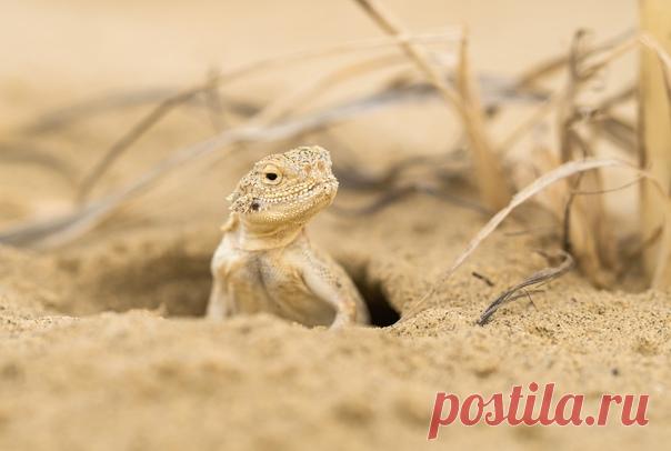 Круглоголовка Сарыкумского бархана (Дагестан) выглядывает из своего жилища. Снимал Олег Милеев (Каминцев): nat-geo.ru/community/user/116937 / Что такое барханы? Бархан, по-арабски «баран» — это глинистый холм, который ветер выносит на поверхность. Барханы образуются, когда ветер приносит в пустыню песок. Песчинки прилипают к глине и образуют песчаные холмы, которые постепенно разрушаются, а на их месте вырастают новые барханы. Бархан Сарыкум — один из самых больших барханов в мире. Его высота …