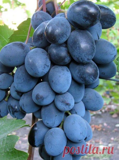 Сорт винограда Махаон. - weerkust.ruweerkust.ru