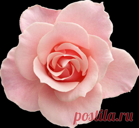 Картинки для декупажа - розы.