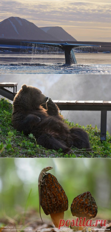 Клуб National Geographic Россия | ВКонтакте