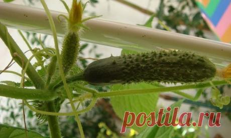 Самоопыляющиеся сорта огурцов – выращивание на дачном участке + Видео Самоопыляемые семена огурцов для теплицы используются в агрономии уже очень долгое время. Некоторые любители этой культуры называют такой вид огурцов овощем, другие придерживаются мнения, что это – «л…