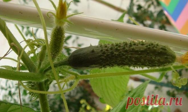 Самоопыляющиеся сорта огурцов – выращивание на дачном участке + Видео Самоопыляемые семена огурцов для теплицы используются в агрономии уже очень долгое время. Некоторые любители этой культуры называют такой вид огурцов овощем, другие придерживаются мнения, что это – «л…