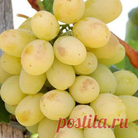 саженцы винограда лора купить, продажа саженцев винограда, правильная обрезка винограда лора, оптовая продажа винограда - Саженцы винограда - Плодопитомник Глициния