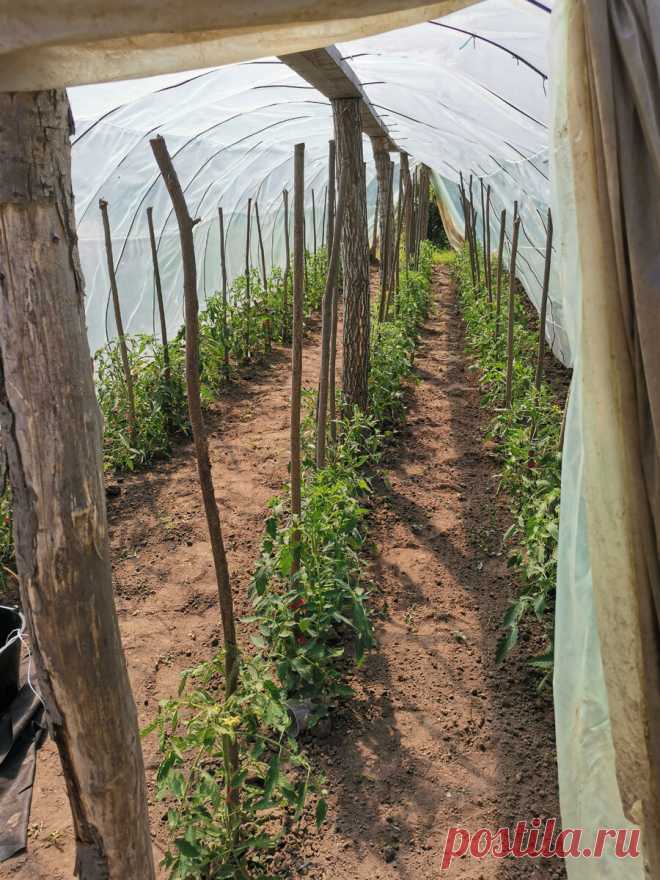 Что обязательно нужно сделать с томатами в июне 2021. План мероприятий по уходу. | Огородник из Рязани | Яндекс Дзен