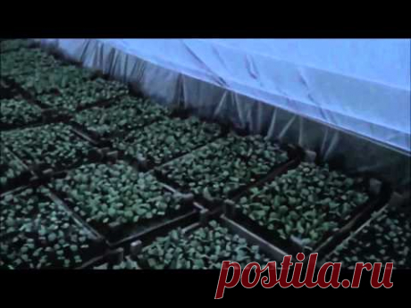 АТ32 Простой способ зарабатывать на Калифорнийских червях и попутно вырастить овощи на продажу - YouTube