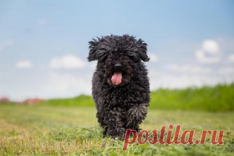 Какие бывают породы собак?