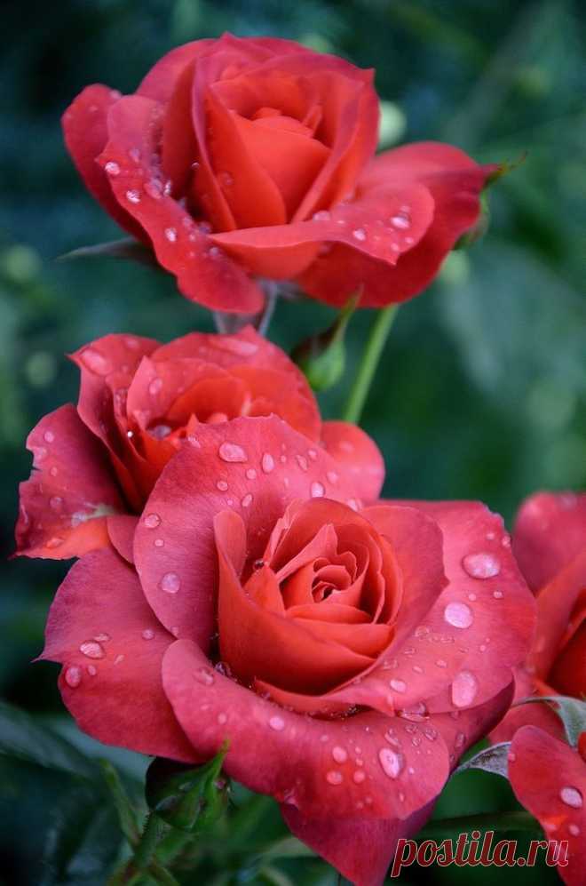 Roses with some water drops.. |  Pinterest: инструмент для поиска и хранения интересных идей
