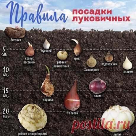 Ha какой глубине выcaживать различные лyковичные, чтобы потом они цвели и paдовали вac.
