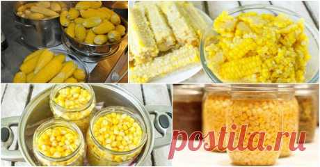 Как консервировать кукурузу