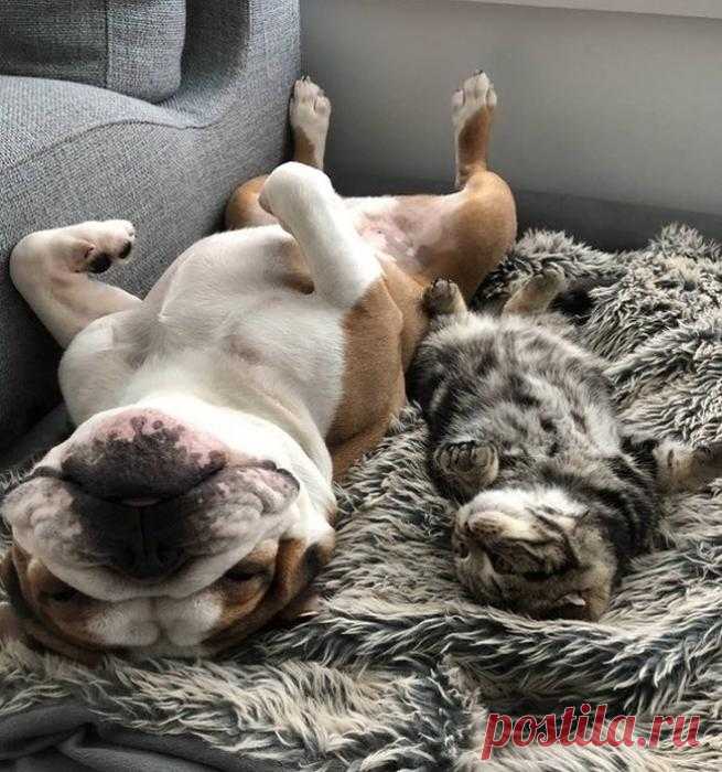 Котик плохому не научит