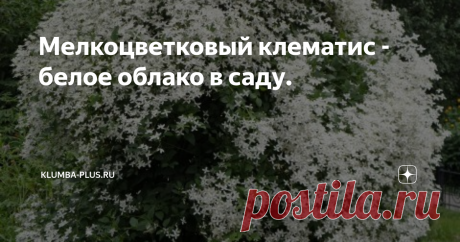 Мелкоцветковый клематис - белое облако в саду. Крупноцветковые клематисы – эффектные цветы, но выращивать их не просто, сортовые диковинки капризны, часто вымерзают, требуют правильной посадки и внимательного ухода. Совсем другим характером обладает мелкоцветковый белый клематис или жгучий клематис. В отличие от крупноцветковых разновидностей, мелкоцветковый клематис неприхотлив, вынослив, зимостоек, практически не требует ухода и при этом цве