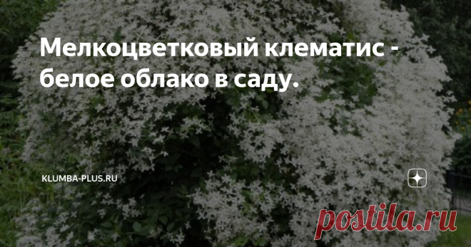Мелкоцветковый клематис - белое облако в саду. Крупноцветковые клематисы – эффектные цветы, но выращивать их не просто, сортовые диковинки капризны, часто вымерзают, требуют правильной посадки и внимательного ухода. Совсем другим характером обладает мелкоцветковый белый клематис или жгучий клематис. В отличие от крупноцветковых разновидностей, мелкоцветковый клематис неприхотлив, вынослив, зимостоек, практически не требует ухода и при этом цве