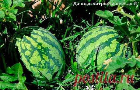 ЧТОБЫ УРОЖАЙ АРБУЗОВ БЫЛ ХОРОШИЙ