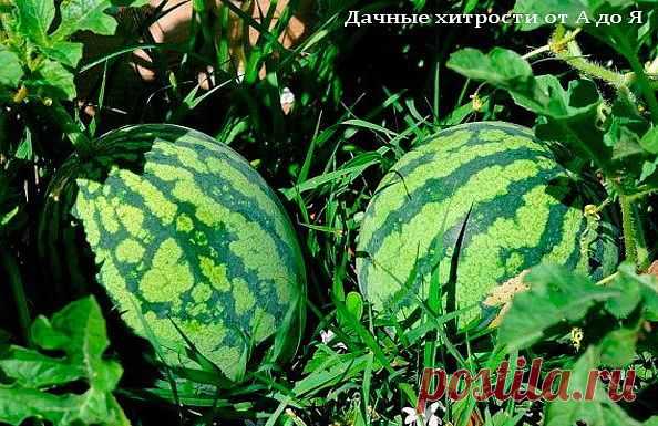ЧТОБЫ УРОЖАЙ АРБУЗОВ БЫЛ ХОРОШИЙ