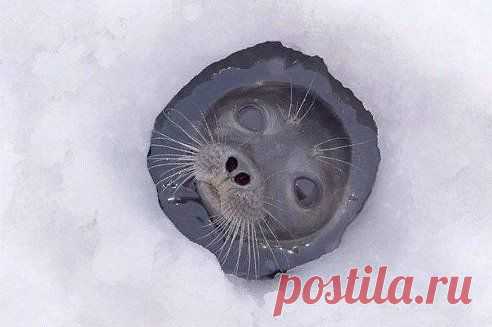 Просверлил лунку для зимней рыбалке, из лунки появилось вот это чудо.
Спа-салон BALI-SPA