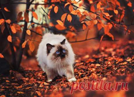 Котики