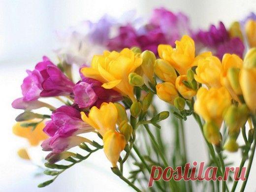 Капский ландыш — Фрезия.

Изящные ароматные трубчатые цветки фрезии, окрашенные в нежные пастельные тона, выстроены в рядок на тонком прочном цветоносе высотой до 40—50 см. Эти оригинальные соцветия оттеняются ремневидными длинными (до 20 см) зелеными листьями. Букетик душистых фрезий — замечательный подарок по любому поводу, причем цветы сохраняются в вазе 2 недели и более.