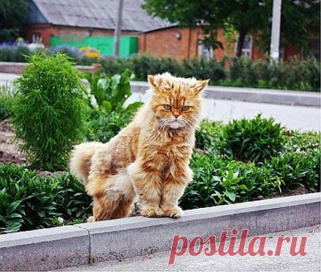 Маленький Тиран | Четвероногий юмор