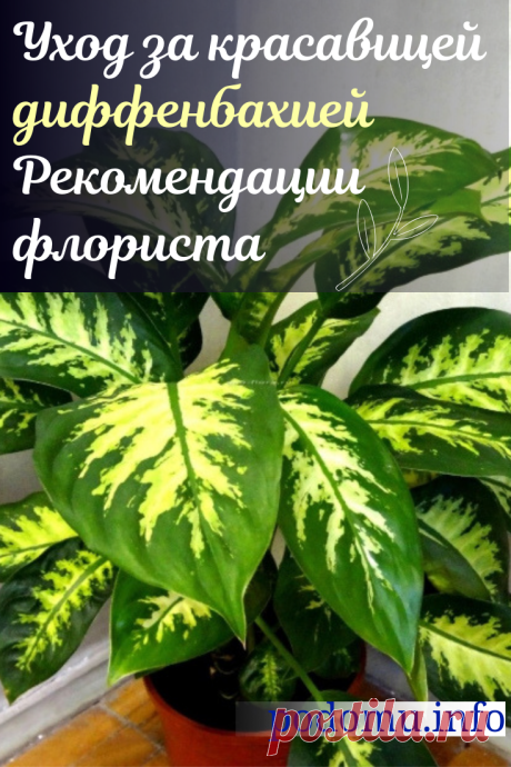 Диффенбахия в домашних условиях — размножение, пересадка и уход за цветком. Это растение рекомендуют начинающим, так как заботиться о нем несложно. #цветы #растения #диффенбахия #удобрение #цветение #комнатные #домашние #дифенбахияуход #диффенбахияразмножение #диффенбахиявинтерьере