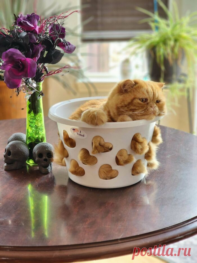 Лучшие кошачьи «ловушки»