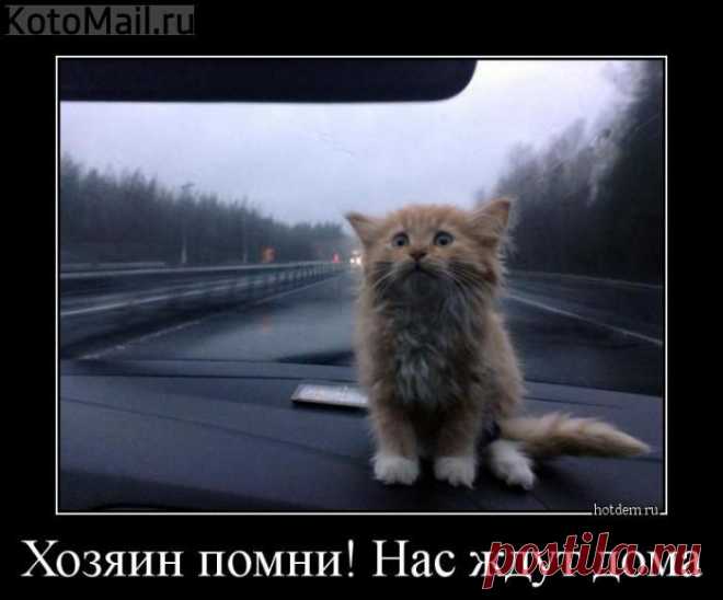 Водитель,ПОМНИ!!! | KotoMail.ru