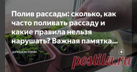 Полив рассады: сколько, как часто поливать рассаду и какие правила нельзя нарушать? Важная памятка начинающим