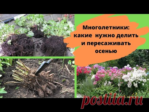 Какие цветущие многолетники нужно делить и пересаживать осенью