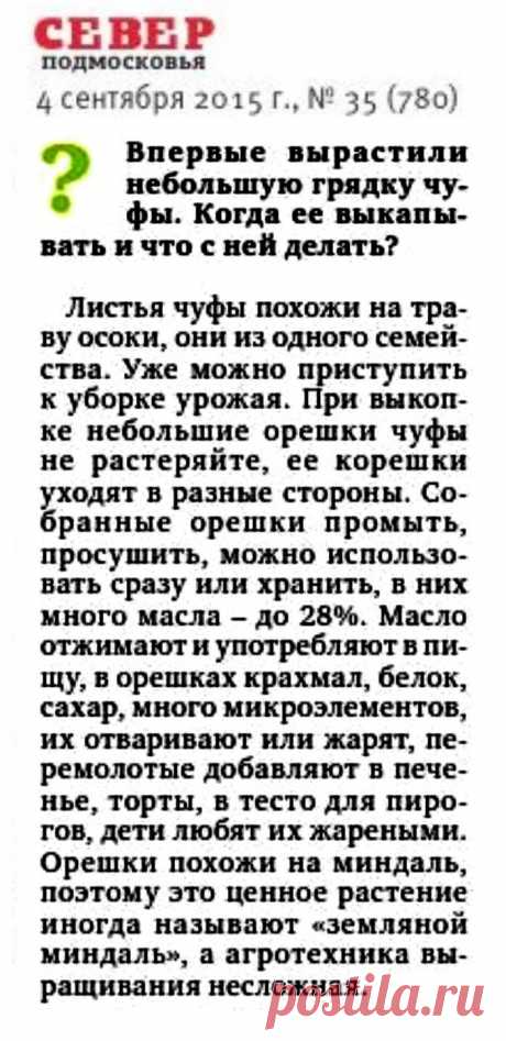 Чуфа (земляной миндаль)