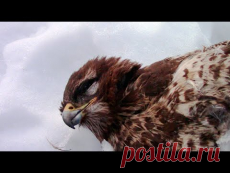 Необычные находки на участке + план нового дома - Зимний художник в деревне