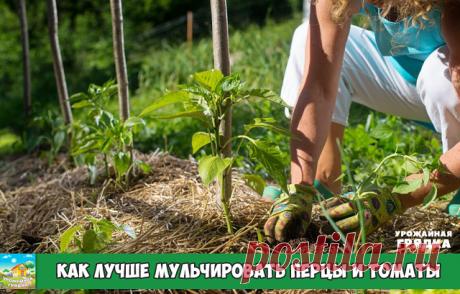 КАК ЛУЧШЕ МУЛЬЧИРОВАТЬ ПЕРЦЫ И ТОМАТЫ
