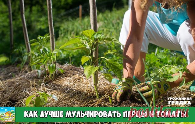 КАК ЛУЧШЕ МУЛЬЧИРОВАТЬ ПЕРЦЫ И ТОМАТЫ