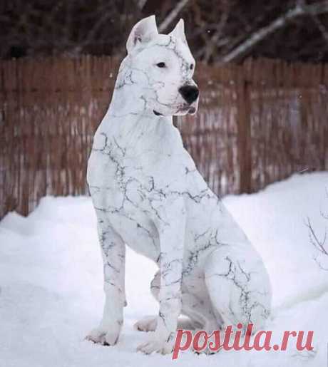 Необычный окрас