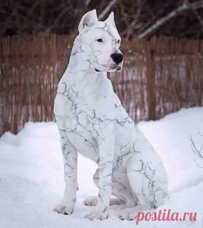 Необычный окрас