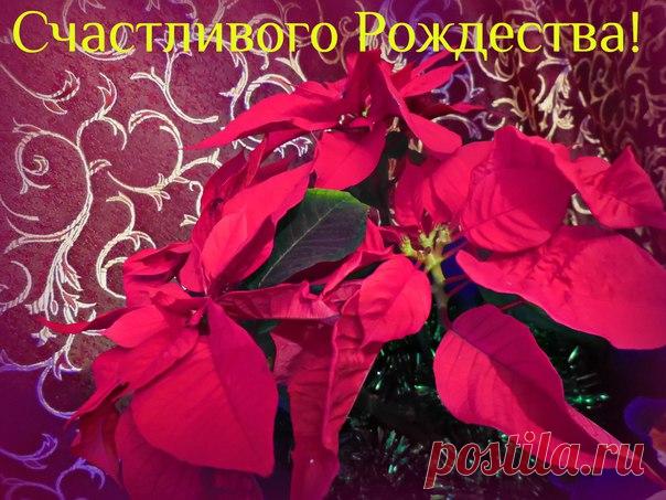 ✨Однажды на Земле произошло чудо — в небе зажглась Рождественская звезда. С тех самых пор каждый год в это же время мы ждем волшебства, загадываем желания и украшаем свои дома. И, будто бы земное продолжение небесного чуда, в домах на подоконниках расцветает пуансеттия — растение с великолепными красными прицветниками, собранными в звезды, контрастно выделяющимися на темно-зеленом фоне листвы. Увидев этот цветок однажды, вы сразу поймете, почему его назвали рождественской звездой. Существует…