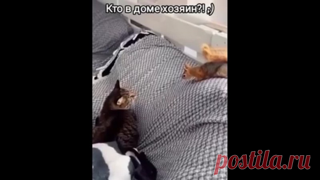 Кто в доме хозяин?! Вот дает Белка...