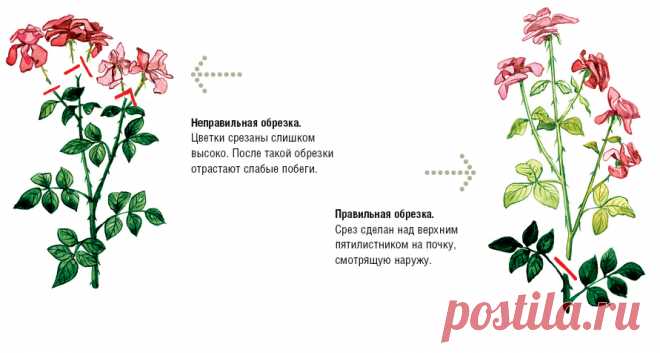 Розы: формирование кустов, обрезка, удаление поросли
