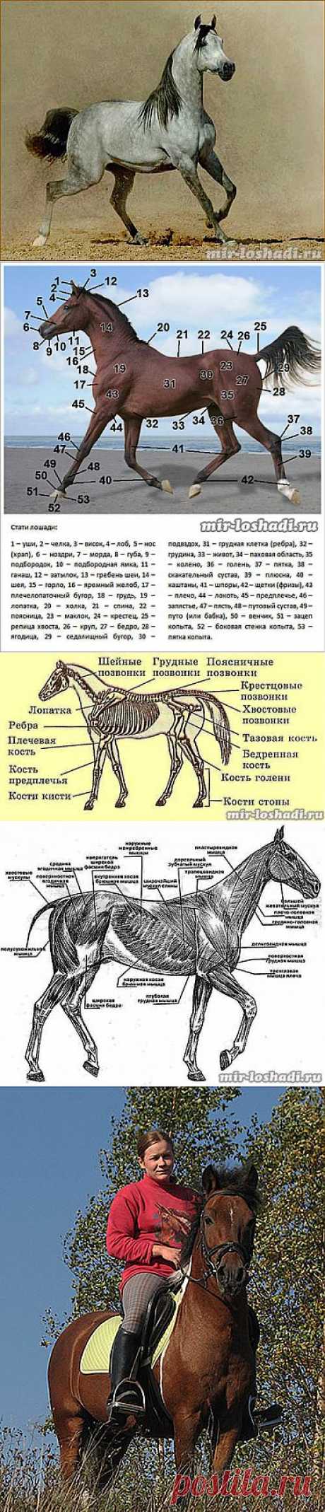 Строение лошади (стати)